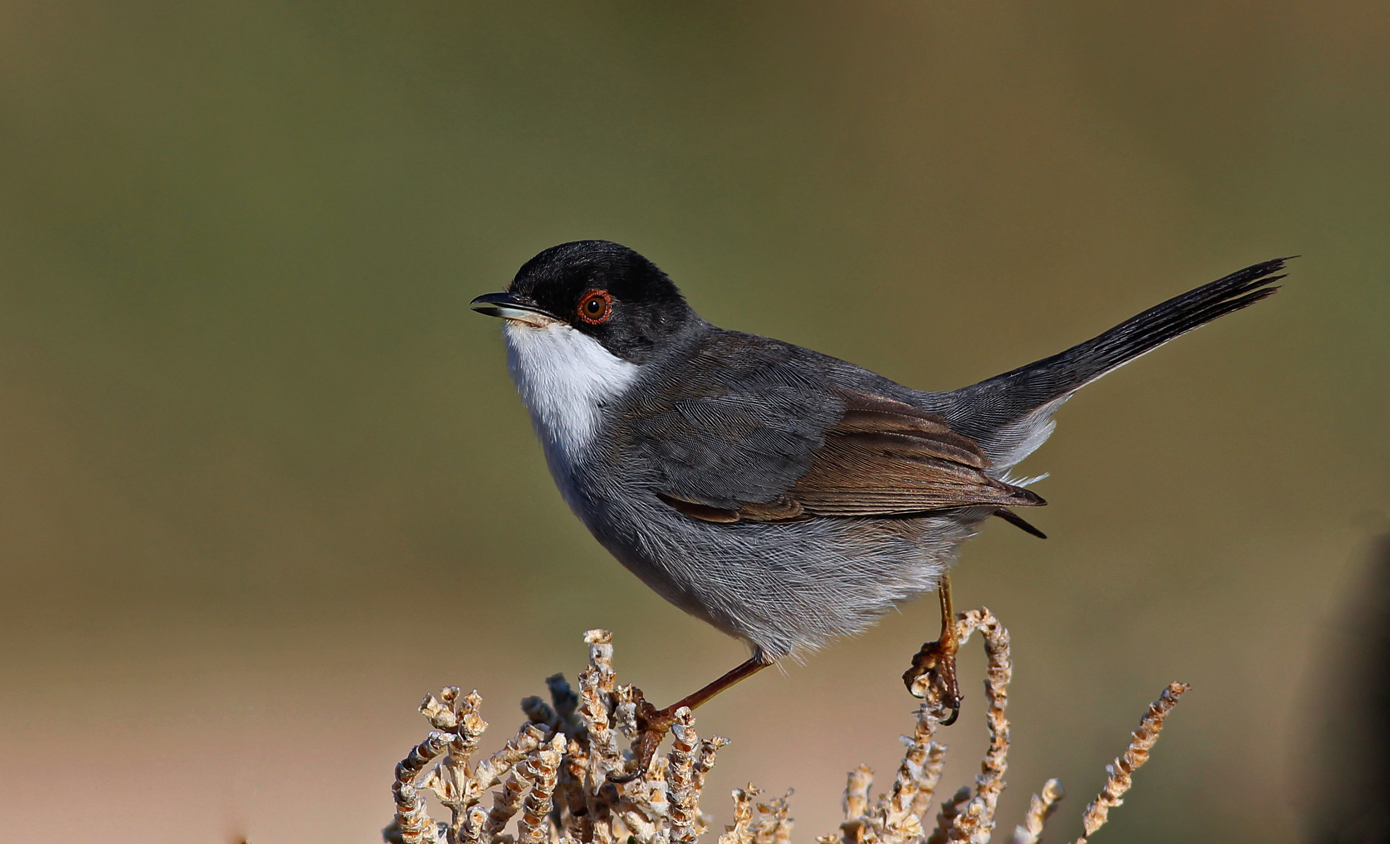 Sardinian Warbler — Ana fotoğraf